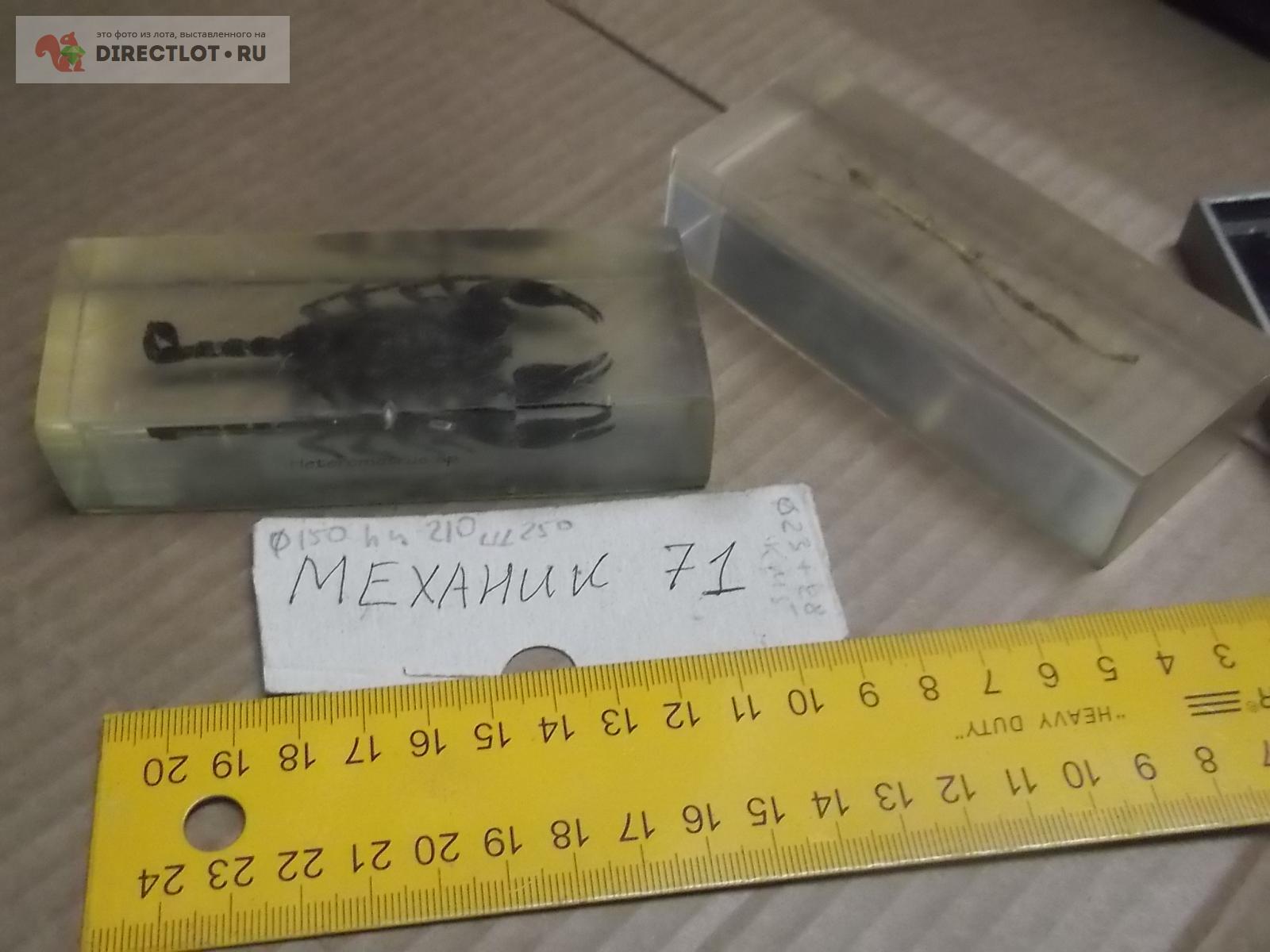 2 насекомых в пластике лот2  в Омске цена 400 Р на DIRECTLOT.RU .
